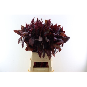 Amaranthus Cruen Velvet