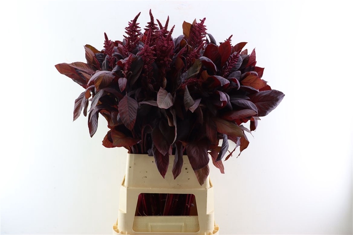 <h4>Amaranthus Cruen Velvet</h4>