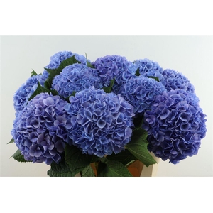 Hydr M H Moorh Blue 80-22