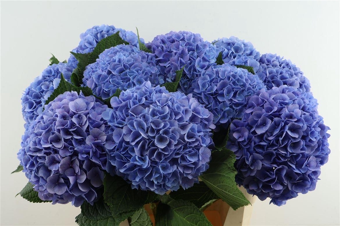 <h4>Hydr M H Moorh Blue 80-22</h4>
