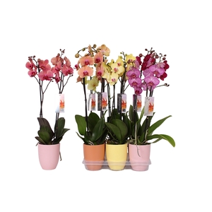 Phalaenopsis mix, 2-spike Orange, Yellow and Pink Ceramics