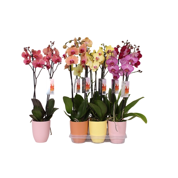 <h4>Phalaenopsis mix, 2-spike Orange, Yellow and Pink Ceramics</h4>