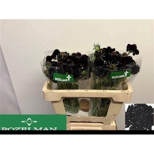 SCAB AT BLACKB SCOOP