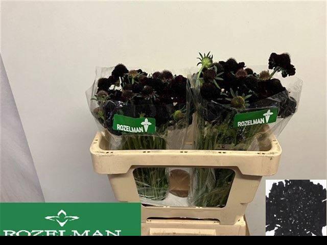 <h4>SCAB AT BLACKB SCOOP</h4>