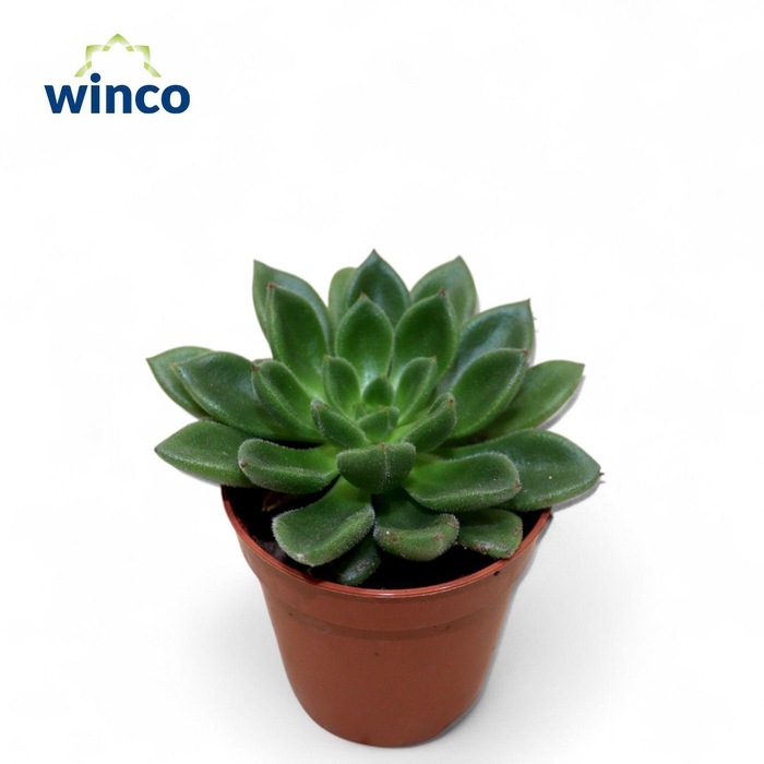 <h4>Echeveria Fantasia Clair</h4>