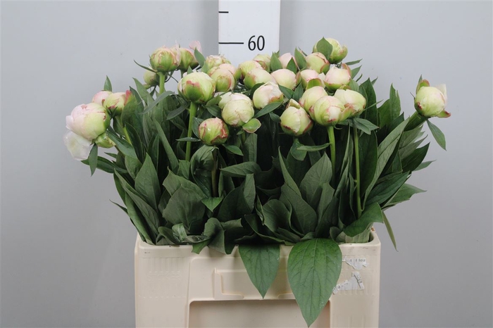 <h4>Paeo Flor Nicholls</h4>