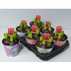 Hyacint Arrangement 12Ø 15cm Zinc