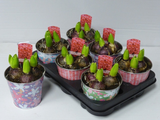 Hyacint Arrangement 12Ø 15cm Zinc