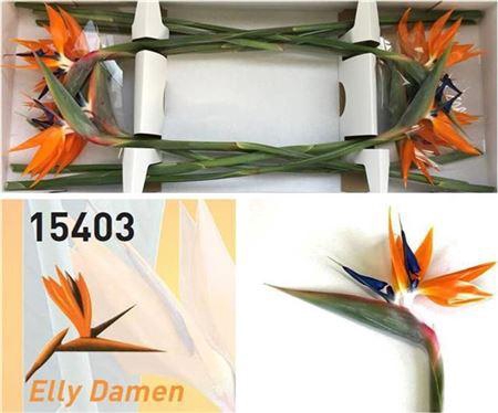 <h4>Strel Reginae Bloem</h4>