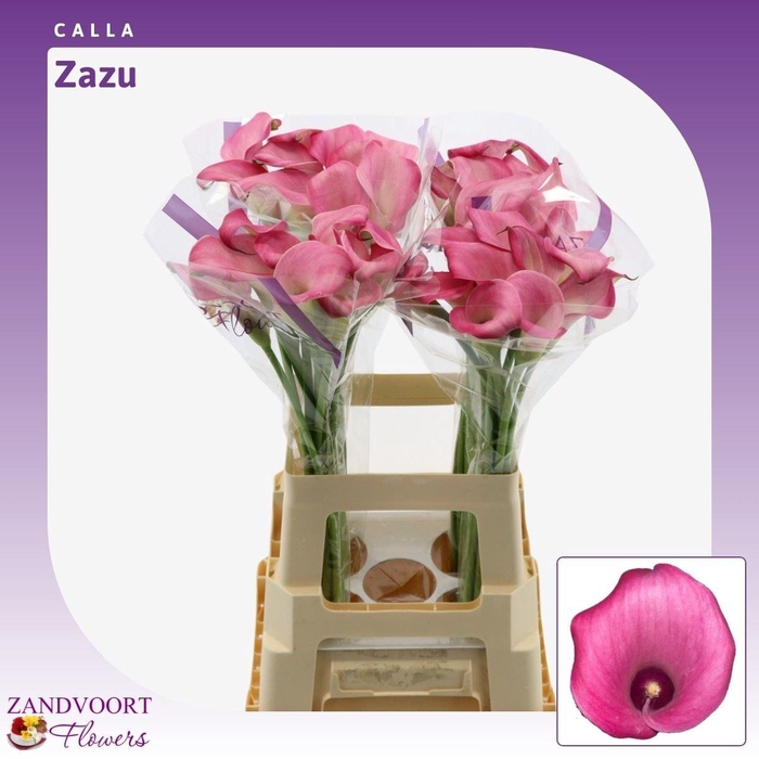 <h4>Calla Zazu</h4>