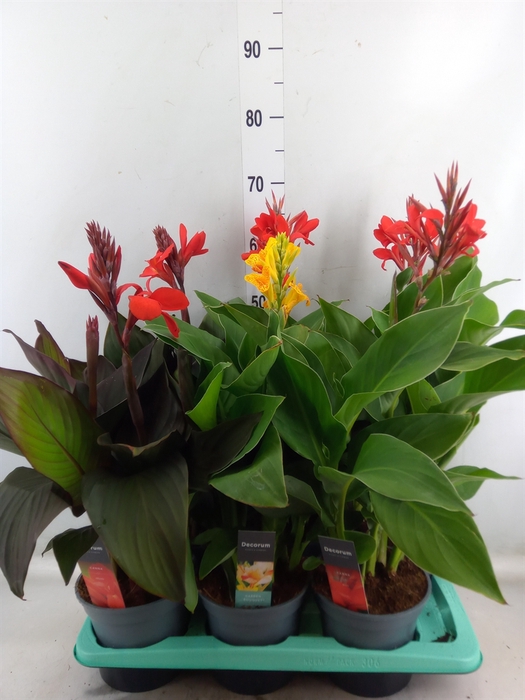 <h4>Canna  'Island'   ...mix</h4>