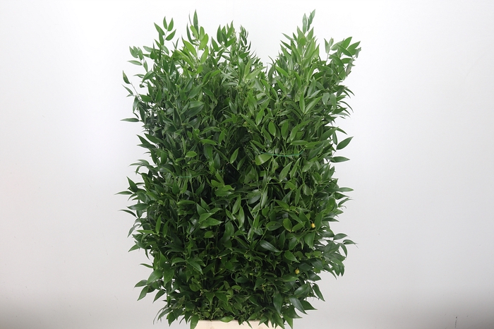 <h4>Ruscus It (bos)</h4>