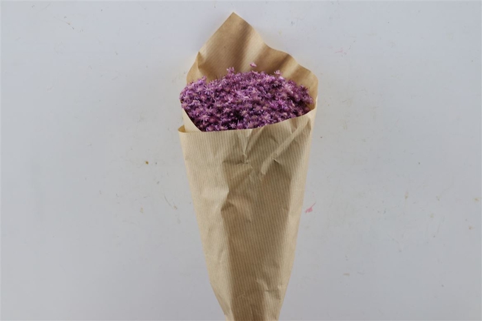 <h4>Dried Glixia Marcela Milka Bunch</h4>