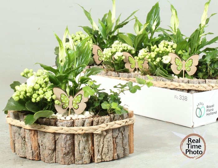 <h4>ARR KAMERPL</h4>