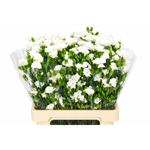 Dianthus Sp Symply Snow