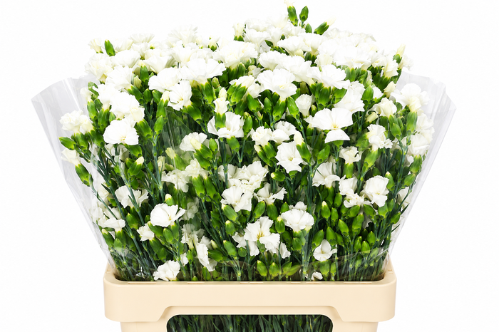 <h4>Dianthus Sp Symply Snow</h4>