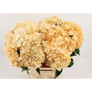 Hydr M Light Peach 65cm