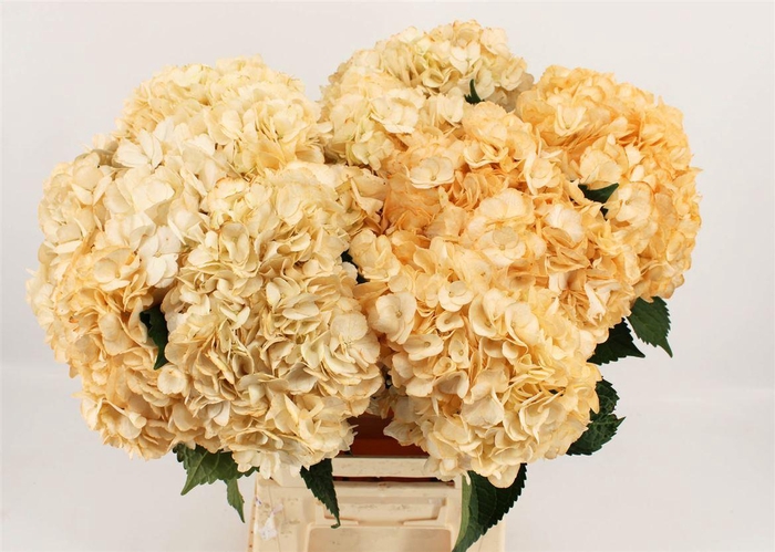 <h4>Hydr M Light Peach 65cm</h4>