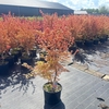 Acer palmatum Katsura