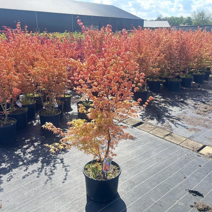 Acer palmatum Katsura