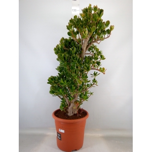 Crassula ovata