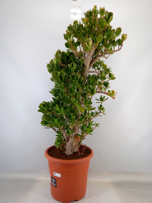 <h4>Crassula ovata</h4>