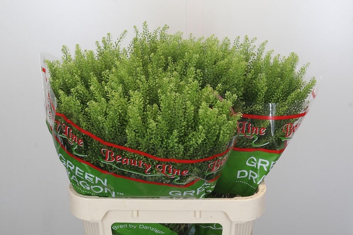 <h4>Lepidium Green Dragon</h4>