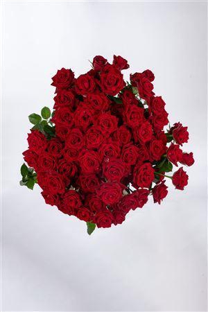 <h4>R Gr Tr In Love</h4>