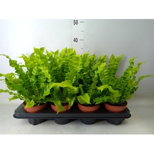 Asplenium nidus 'Crispy Wave'