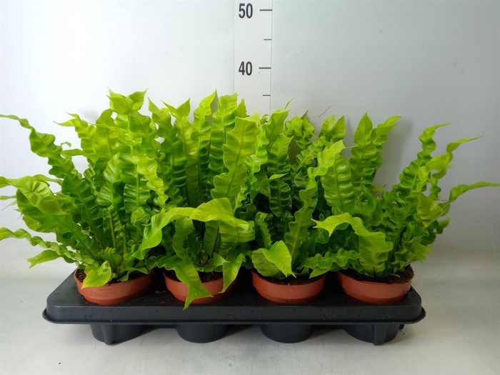 <h4>Asplenium nidus 'Crispy Wave'</h4>
