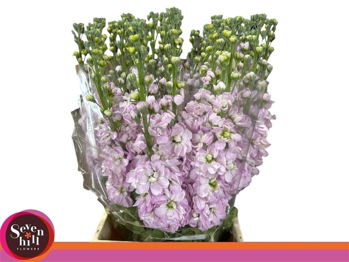 <h4>MATTH FIGARO L ROSE</h4>