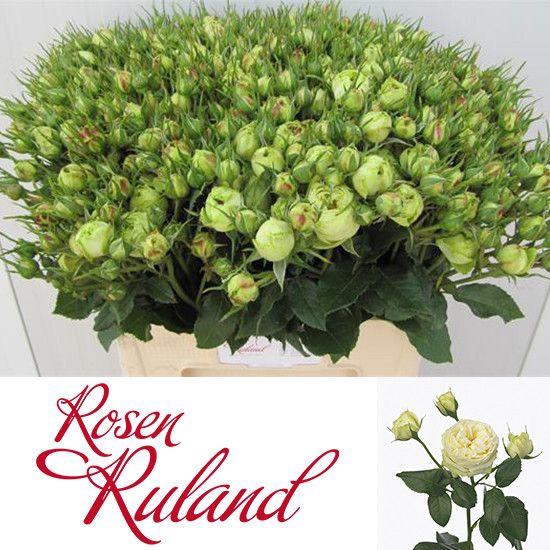 <h4>R TR WEDDING PIANO</h4>