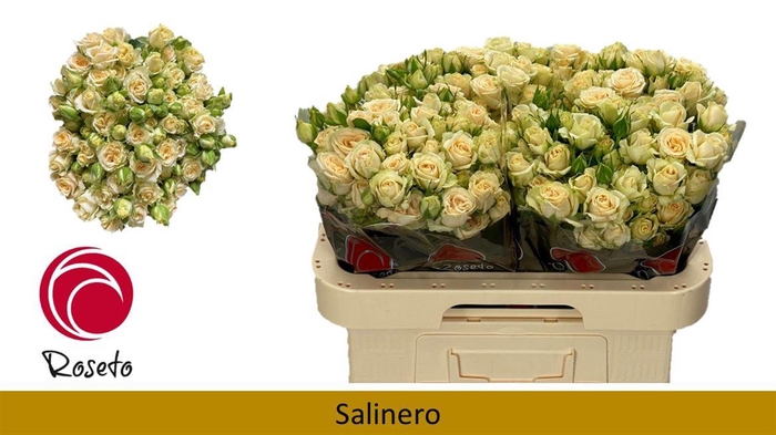 <h4>R Tr Salinero</h4>