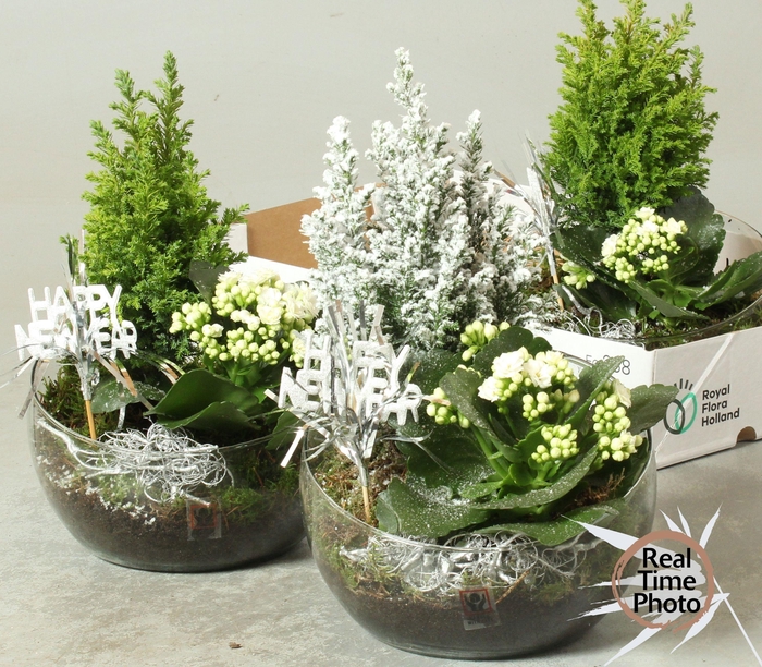 <h4>ARR KAMERPL</h4>