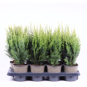Chamaecyparis lawsoniana 'White Spot'