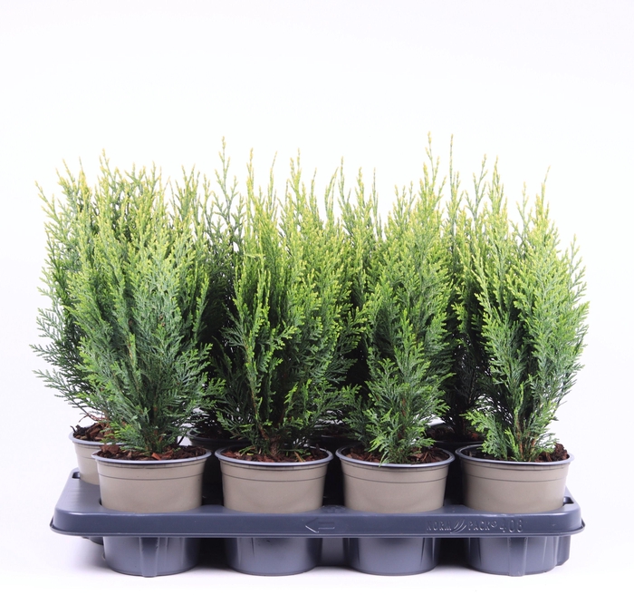 <h4>Chamaecyparis lawsoniana 'White Spot'</h4>