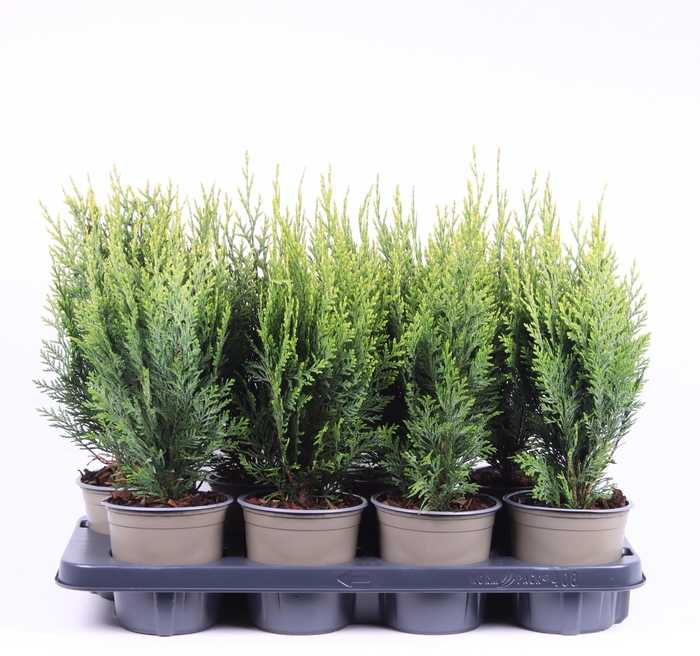 <h4>Chamaecyparis lawsoniana 'White Spot'</h4>