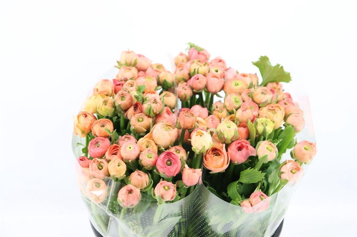 <h4>Ran Elegance Salmon</h4>