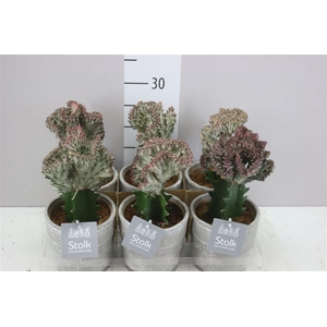 Euphorbia Lactea In Stone