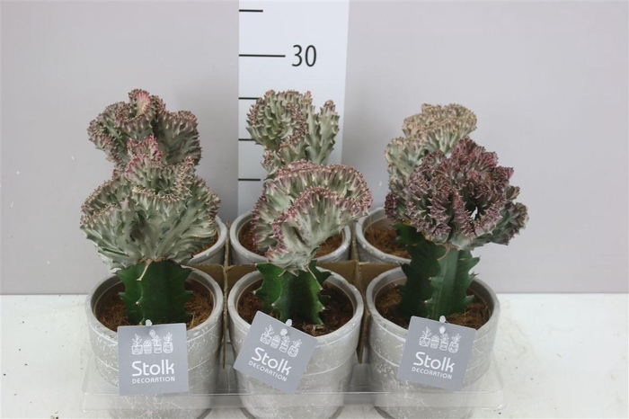 <h4>Euphorbia Lactea In Stone</h4>