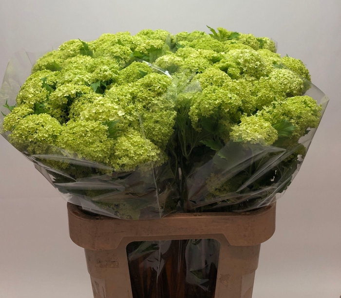 <h4>VIBURNUM ROSEUM ST</h4>