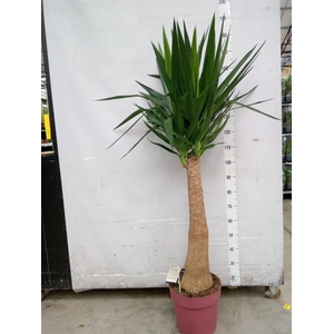 Yucca elephantipes   ...