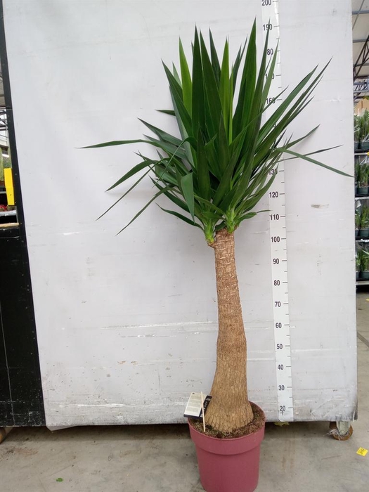 <h4>Yucca elephantipes   ...</h4>