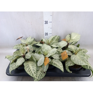 Aphelandra squar. 'White Wash'  NB