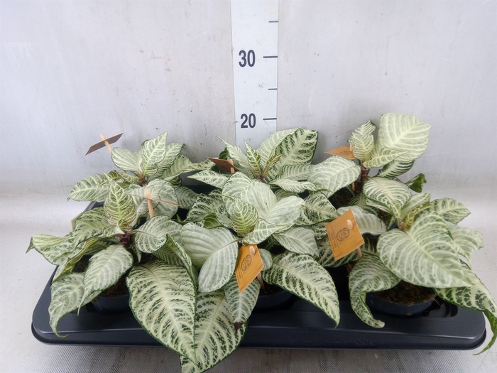 <h4>Aphelandra squar. 'White Wash'  NB</h4>