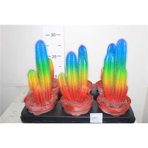 Cactus Rainbow Special