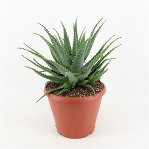 Aloe Arborescens P26