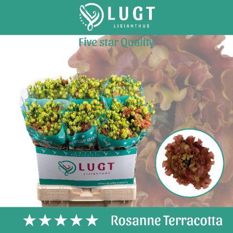 <h4>Lisianthus Rosanne Terracotta</h4>