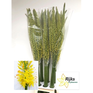 EREMURUS TAP DANCE