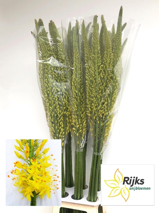 <h4>EREMURUS TAP DANCE</h4>